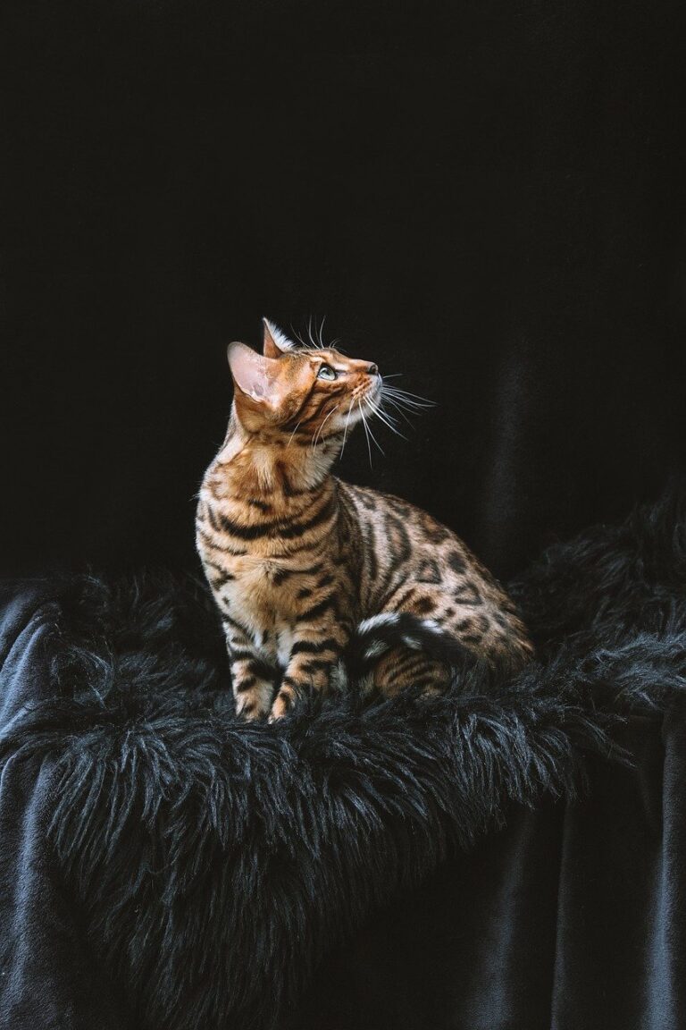 bengal cat, cat, pet-8012976.jpg