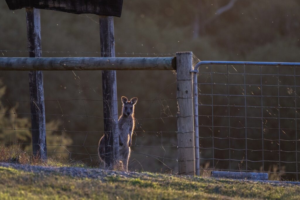 eastern grey kangaroo, kangaroo, marsupial-8012540.jpg